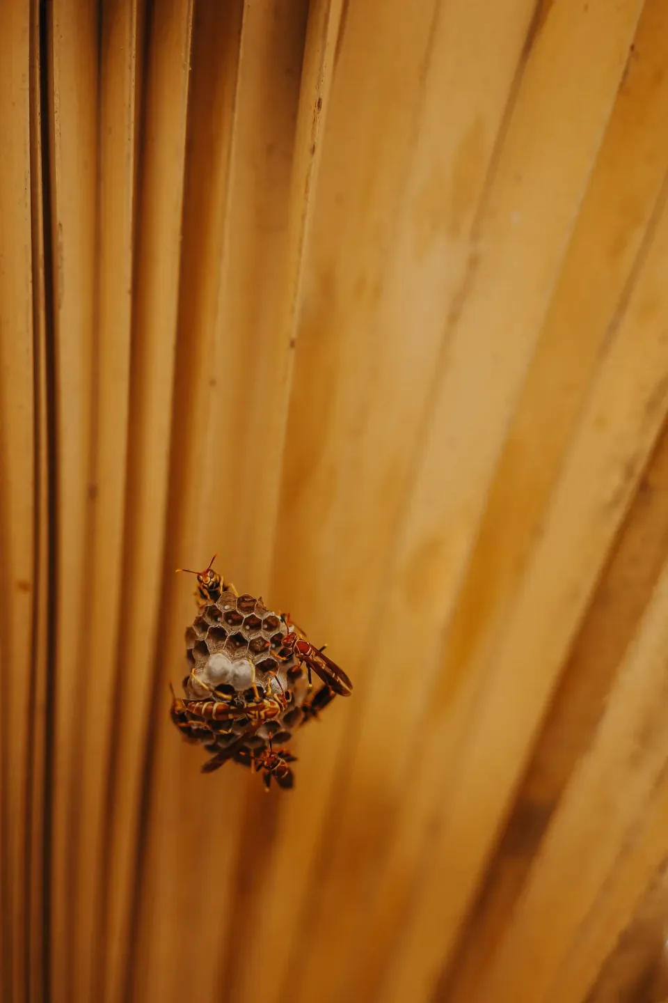 Paper Wasp — Pest Control